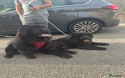 Chow Chow dogs for sale: Chow chow puppies. - Image 3