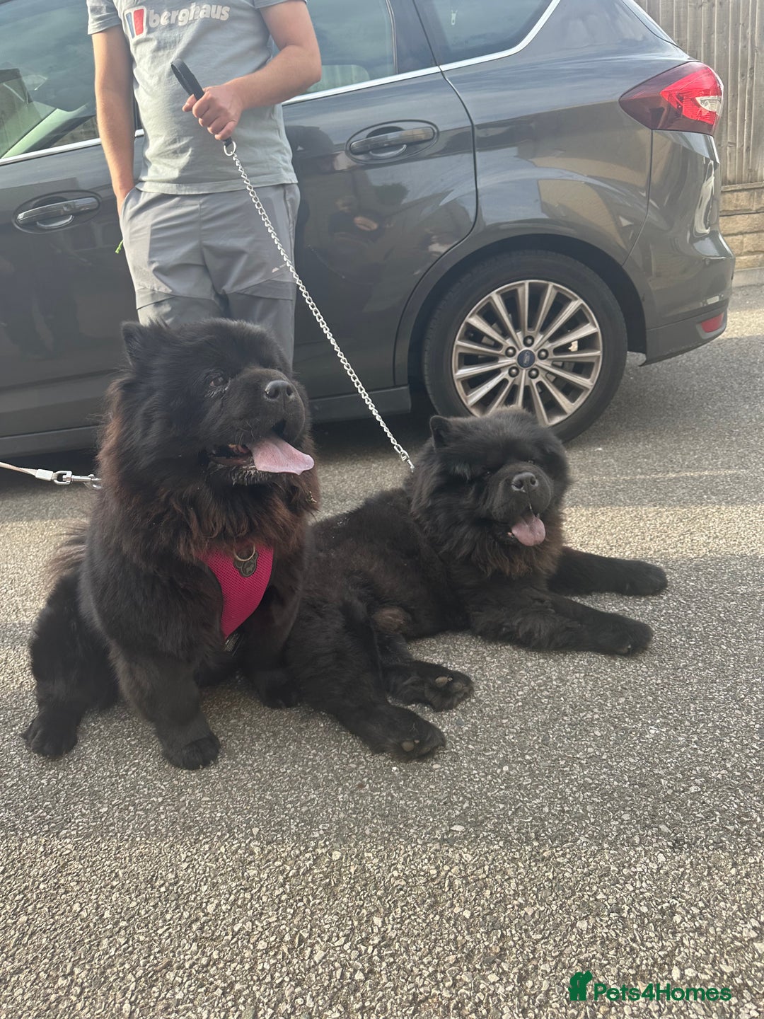 Chow Chow dogs for sale: Chow chow puppies. - Image 3
