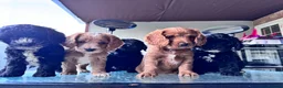 Cockapoo dogs for sale: beautiful F2 cockapoo puppies  in Tilbury - Advert 13