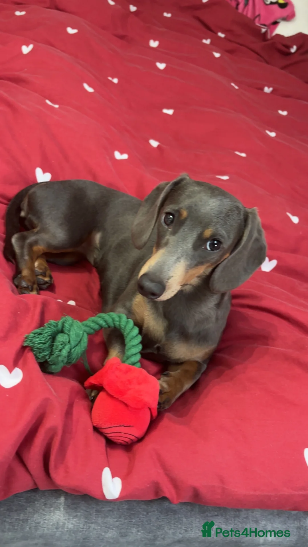 Miniature Dachshund dogs for sale: Rehoming  - Advert 11