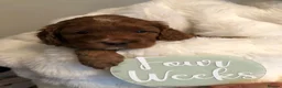 Toy Poodle dogs for stud: Kc health tested red toy poodle  - Advert 4