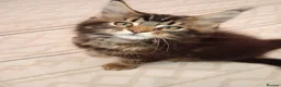 Maine Coon cats for sale: Pure bred Maine Coon kittens both parents in situ  - Advert 7