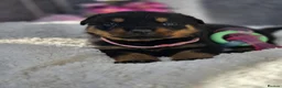 Rottweiler dogs for sale: Gorgeous Rottweiler Puppies  - Advert 7