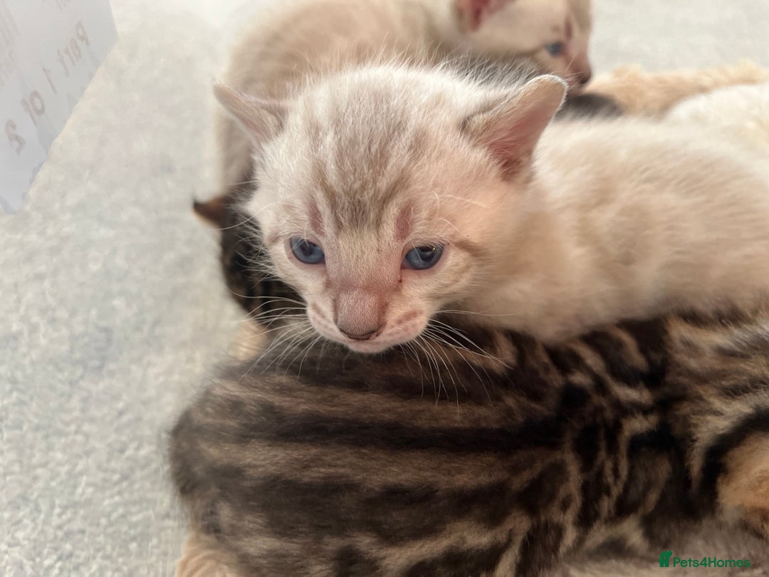 Bengal cats for sale: 2 Brown 2 Snow Lynx Bengals - Image 7