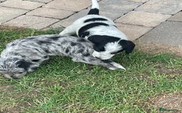 Mixed Breed dogs for sale: Rare Dalmadoodle puppies 🐶 🩷  - Image 8