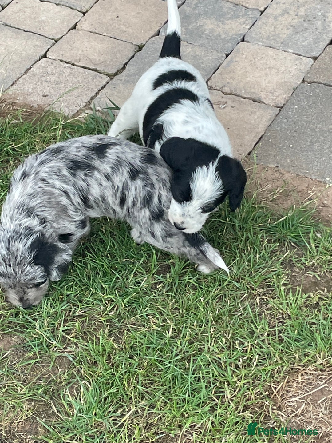Mixed Breed dogs for sale: Rare Dalmadoodle puppies 🐶 🩷  - Image 8