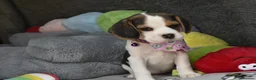 Beagle dogs for sale: Beautiful beagle puppies  - Advert 28