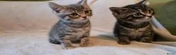 Mixed Breed cats for sale: 3 kittens for sale ready now - Advert 6
