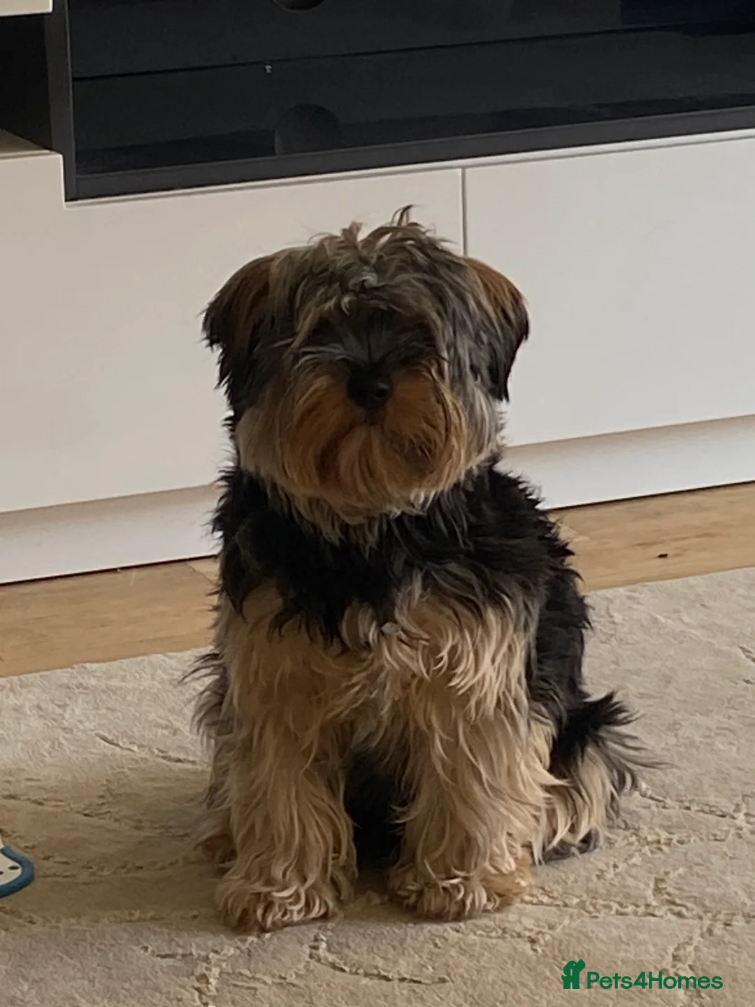 Yorkshire Terrier dogs for sale: 2 Yorkshire terriers  in Broxbourne - Advert 2