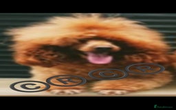 Toy Poodle dogs for stud: TOY & MINIATURE BOY'S FOR STUD  in Iver - Image 5