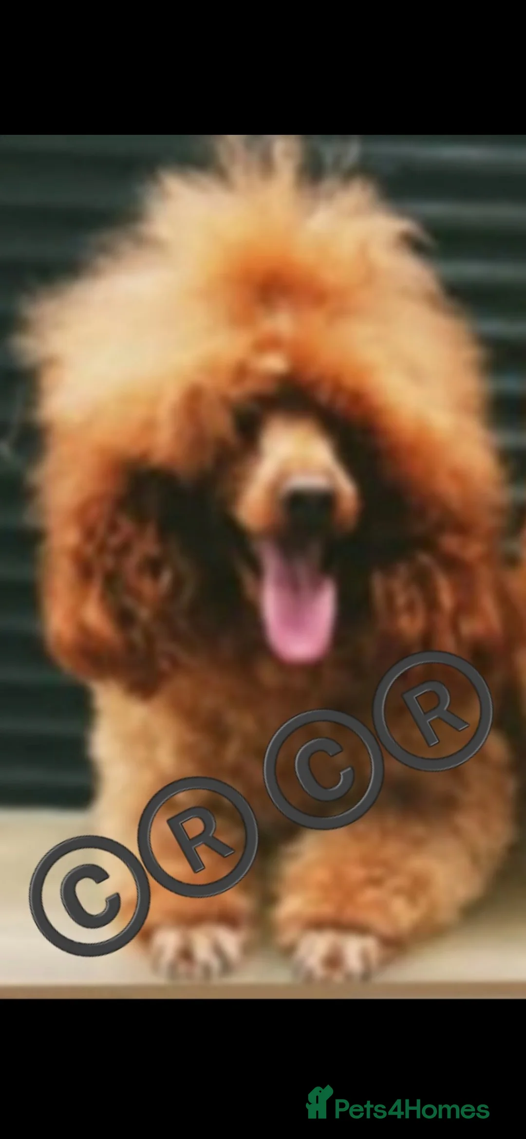 Toy Poodle dogs for stud: TOY & MINIATURE BOY'S FOR STUD  in Iver - Advert 2