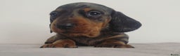 Miniature Dachshund dogs for stud: Kc reg IVDD screened pra clear mini smooth  in Newton Abbot - Advert 2