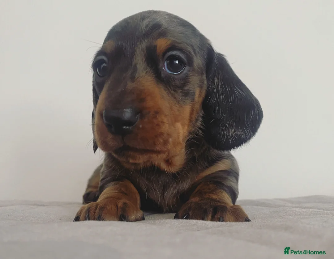 Miniature Dachshund dogs for stud: Kc reg IVDD screened pra clear mini smooth  in Newton Abbot - Advert 2