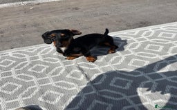 Dachshund dogs for sale: Miniature dachshund - Image 5