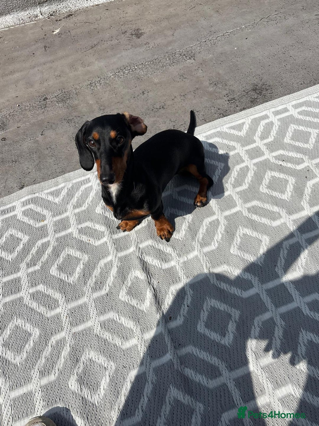 Dachshund dogs for sale: Miniature dachshund - Image 5