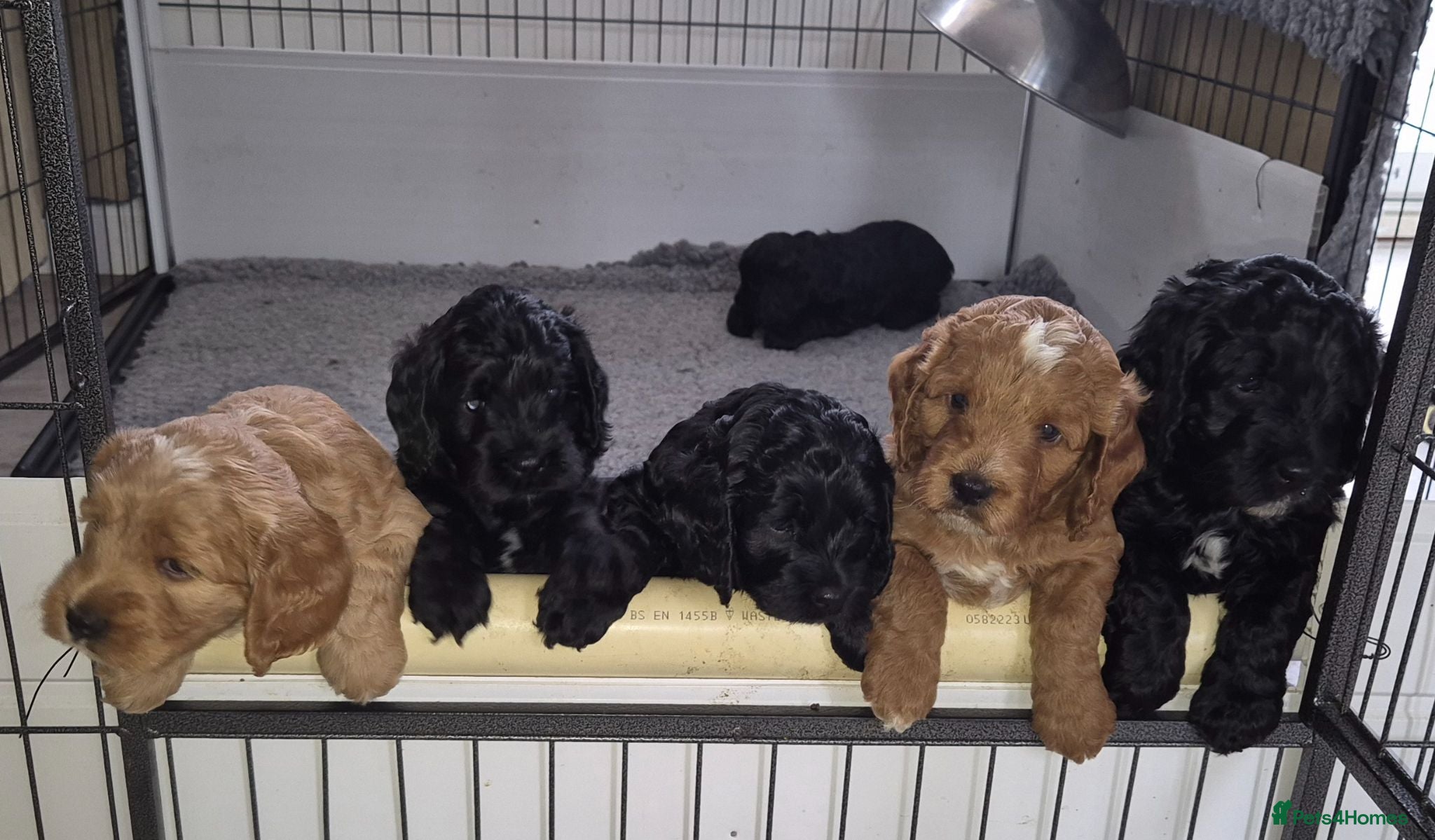 Cockapoo dogs Cockapoo puppie Health tested - Advert 12