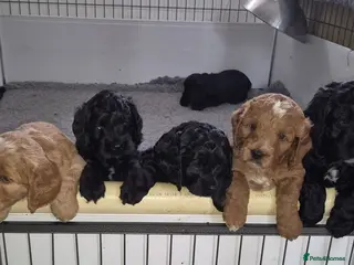 Cockapoo dogs Cockapoo puppie Health tested - Advert 12