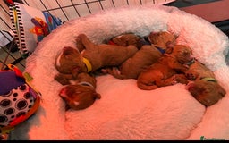 Cockapoo dogs for sale: Rare F1 apricot/ red fox DNA PRCD-PRA clear - Image 9