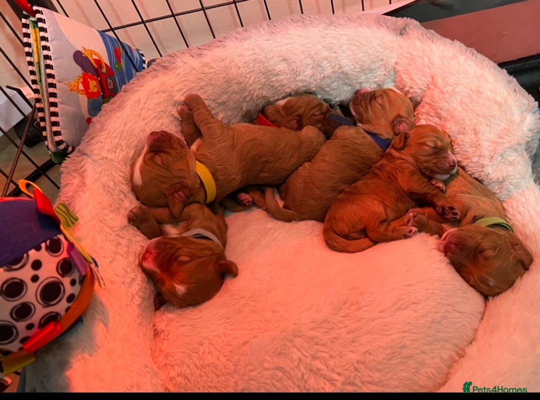 Cockapoo dogs for sale: Rare F1 apricot/ red fox DNA PRCD-PRA clear - Image 9