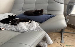 Mixed Breed cats for sale: 3 playful girls  - Image 1