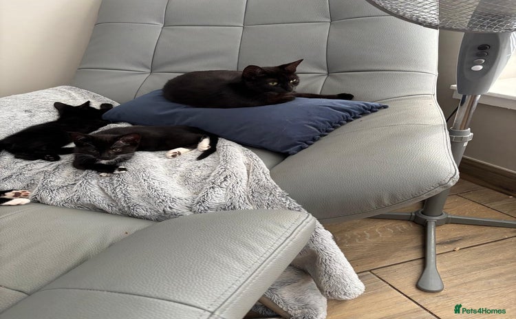 Mixed Breed cats - Advert 4