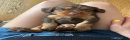 Cocker Spaniel dogs for sale: EXCEPTIONAL WORKING COCKER SPANIEL PUPPIES - Advert 7