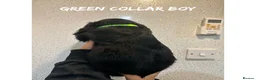 Cocker Spaniel dogs for sale: Working cocker spaniel puppies  - Advert 5
