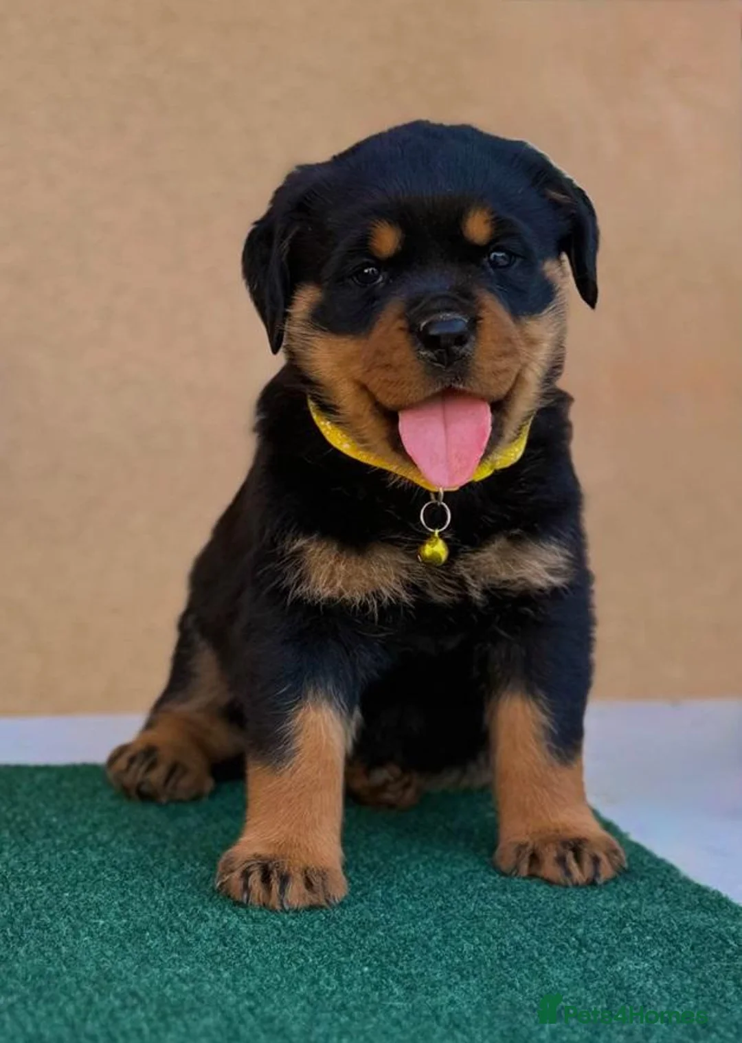 Rottweiler dogs for sale: 💃lovely gentle giant🕺 available to new homes🍌🍌 in Selby - Advert 2