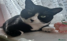 Mixed Breed cats for sale: Black and white loving girl cat 💗 - Image 2
