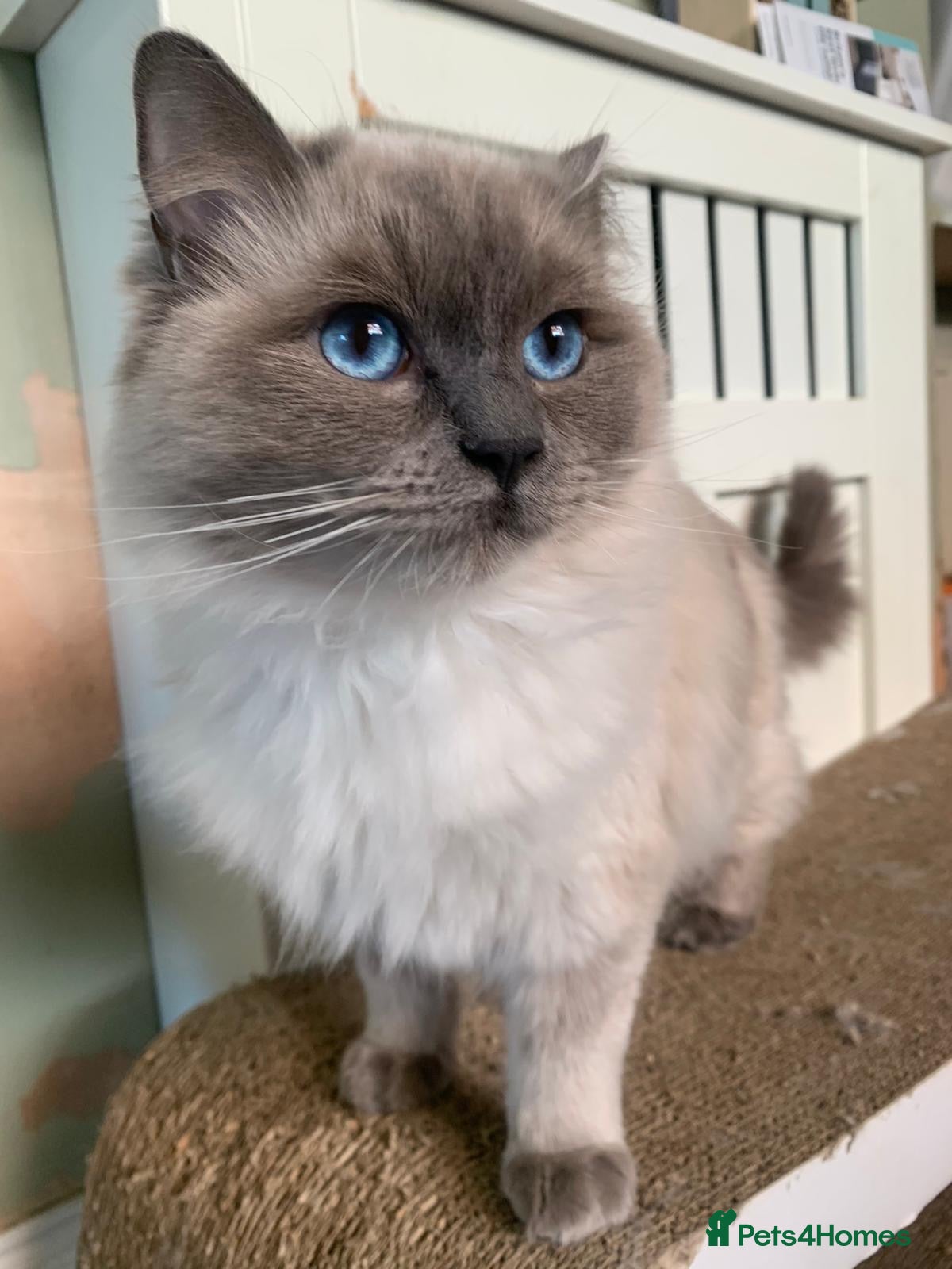 Ragdoll cats female 5 year old ragdoll for rehome.  - Advert 4