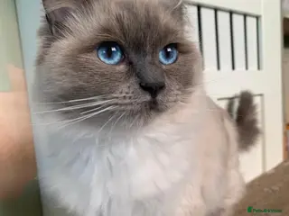 Ragdoll cats female 5 year old ragdoll for rehome. - Advert 2