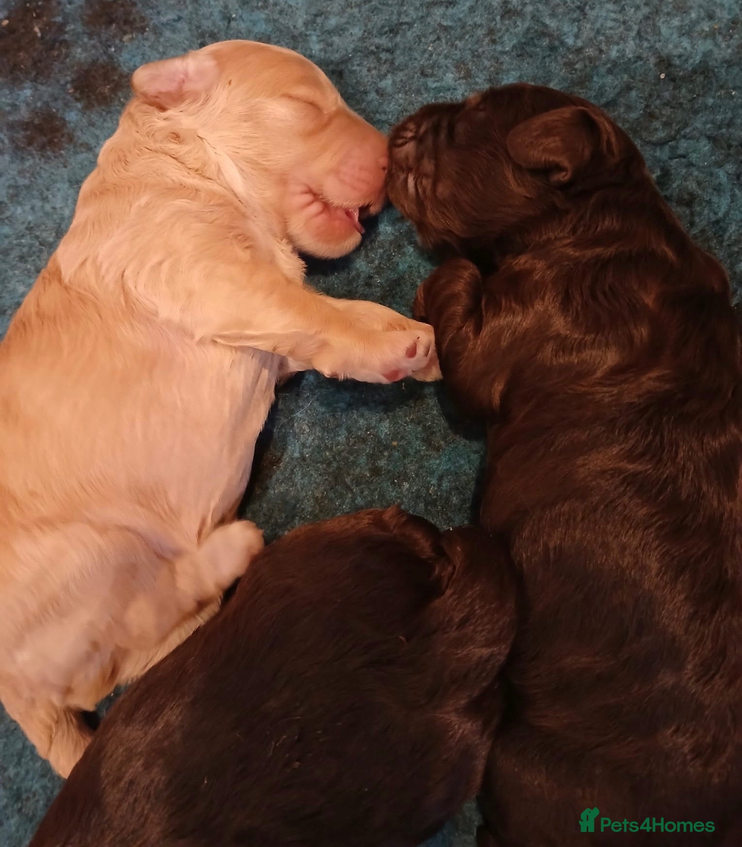 Australian Labradoodle dogs for sale:     🐾 Adorable Australian Labradoodle Puppies  - Advert 1