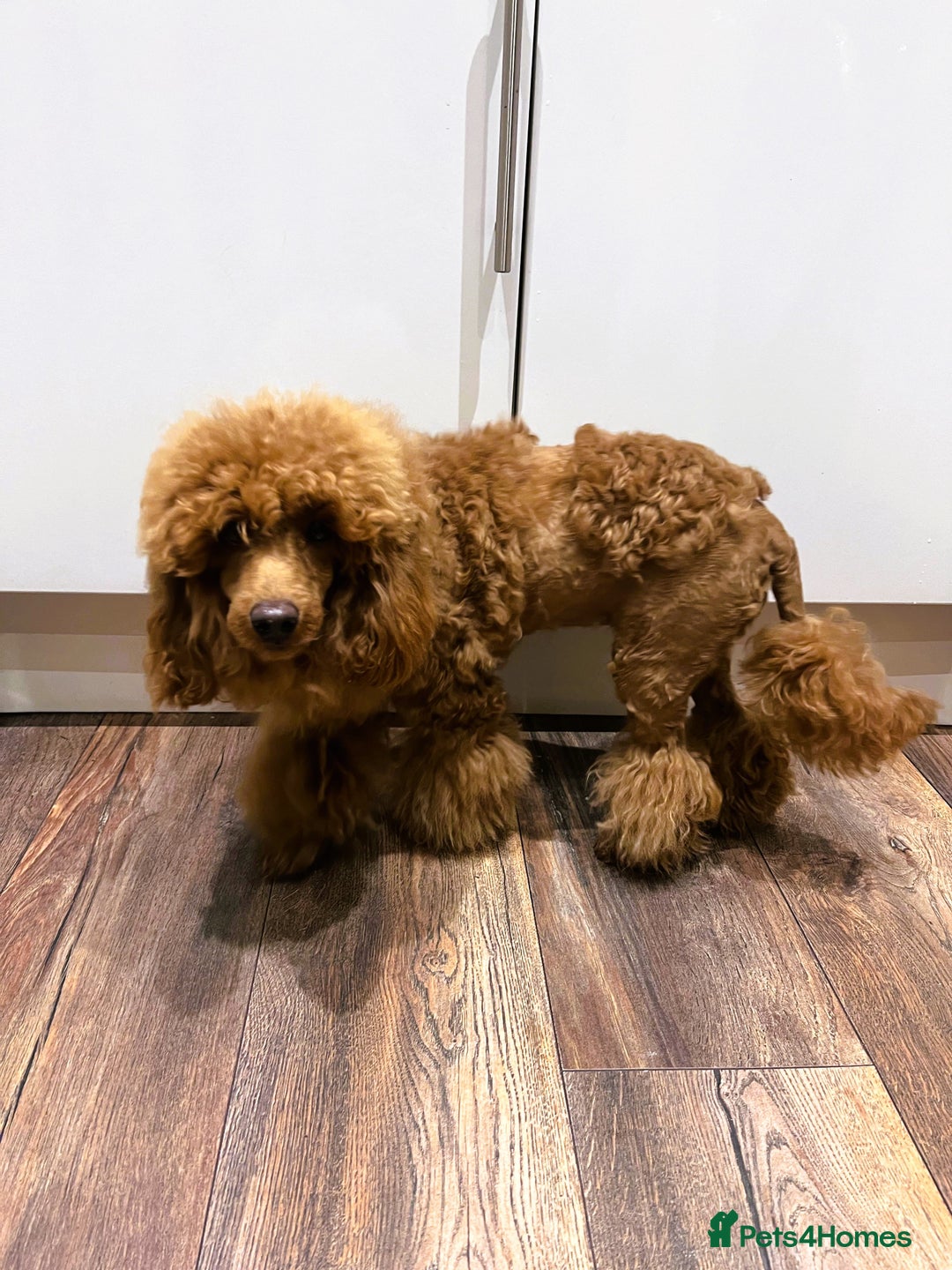 Toy Poodle dogs for sale: ⭐Quality KC Toy Poodle⭐ - Advert 2
