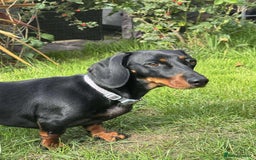 Miniature Dachshund dogs for adoption: Remi. Hingham Norfolk  - Image 6