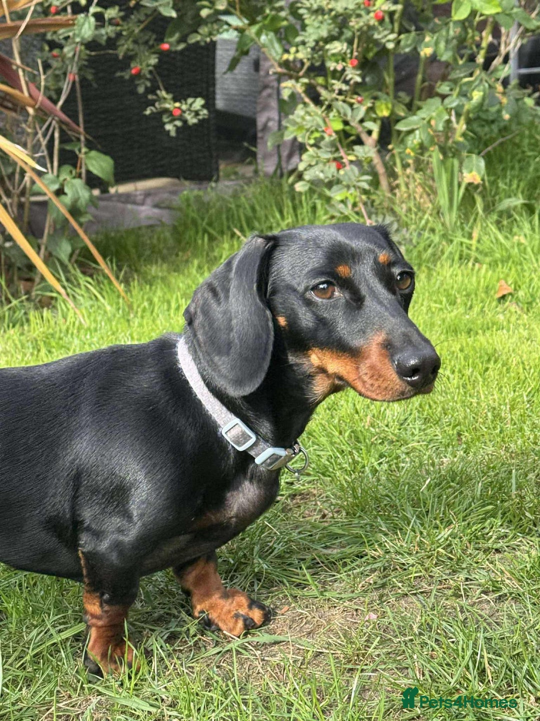 Miniature Dachshund dogs for adoption: Remi. Hingham Norfolk  - Image 6