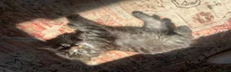 Maine Coon cats for sale: Half Main coon Long haired Tabby - Advert 2