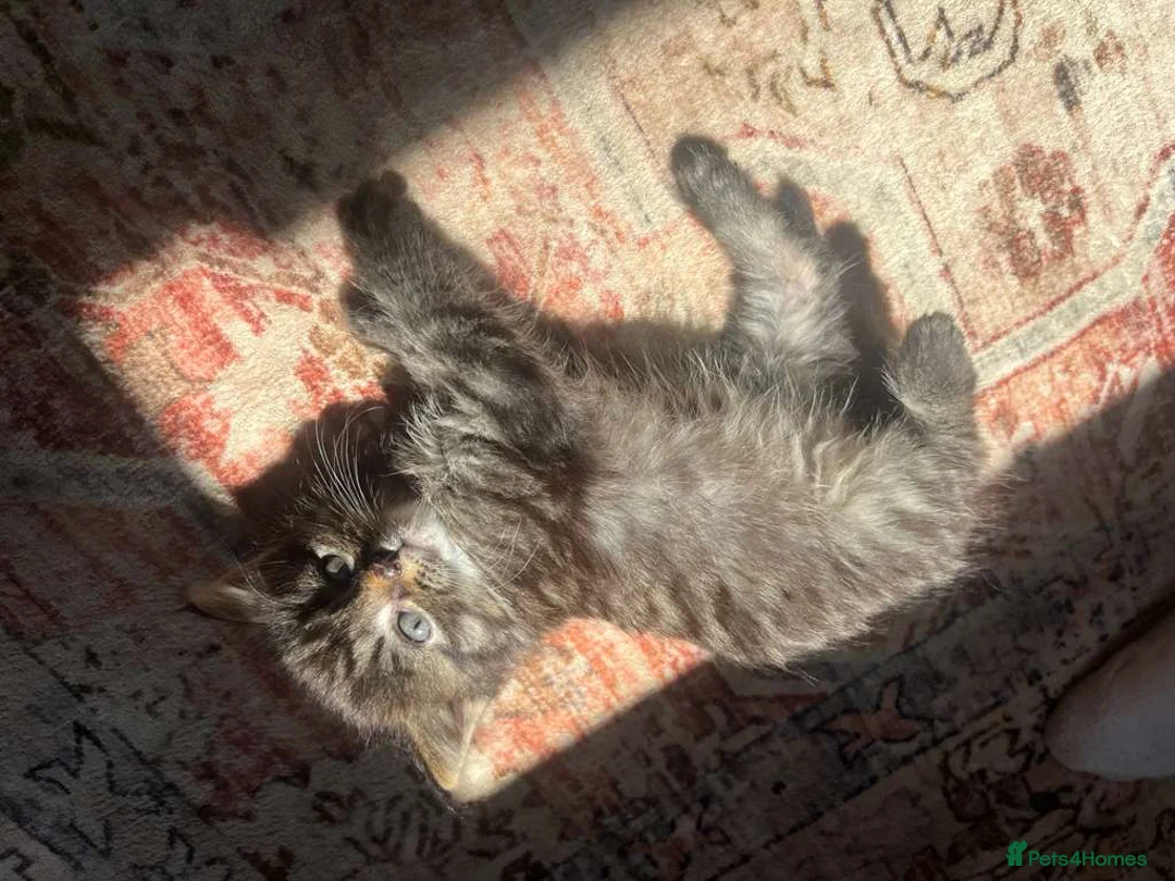 Maine Coon cats for sale: Half Main coon Long haired Tabby - Advert 2