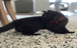 British Shorthair cats for sale: Superb British Short Hair kittens  in Bradford - Image 10