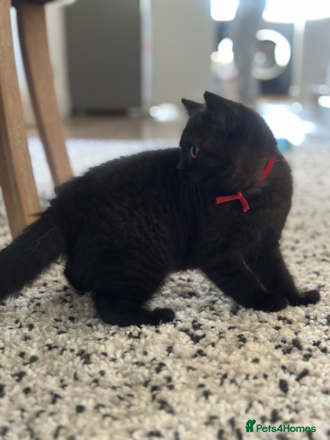 British Shorthair cats for sale: Superb British Short Hair kittens  in Bradford - Image 10