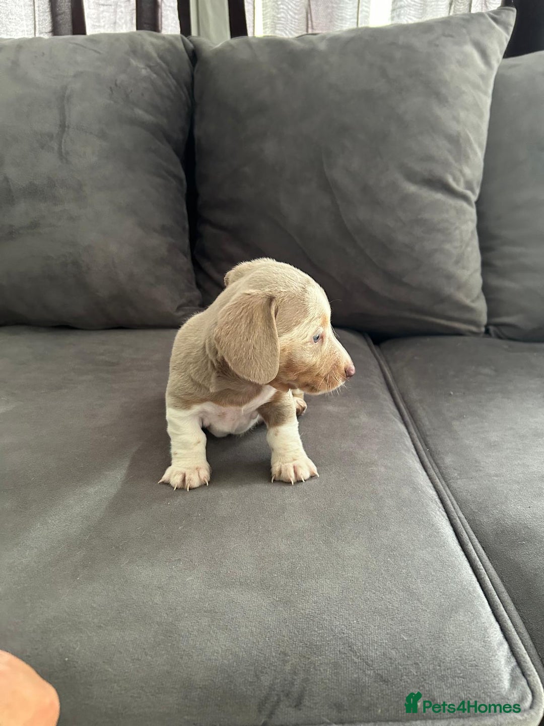 Miniature Dachshund dogs for sale: Beautiful champion miniature dachshunds - Image 7