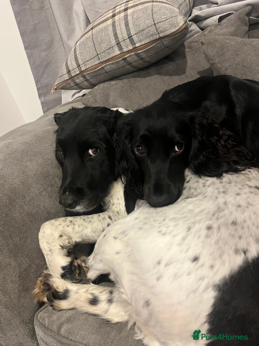 Cocker Spaniel dogs for sale: Rosie - One Year Old - Advert 3