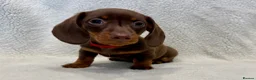 Miniature Dachshund dogs for sale: Chocolate and tan boy. Ready to leave! - Advert 1