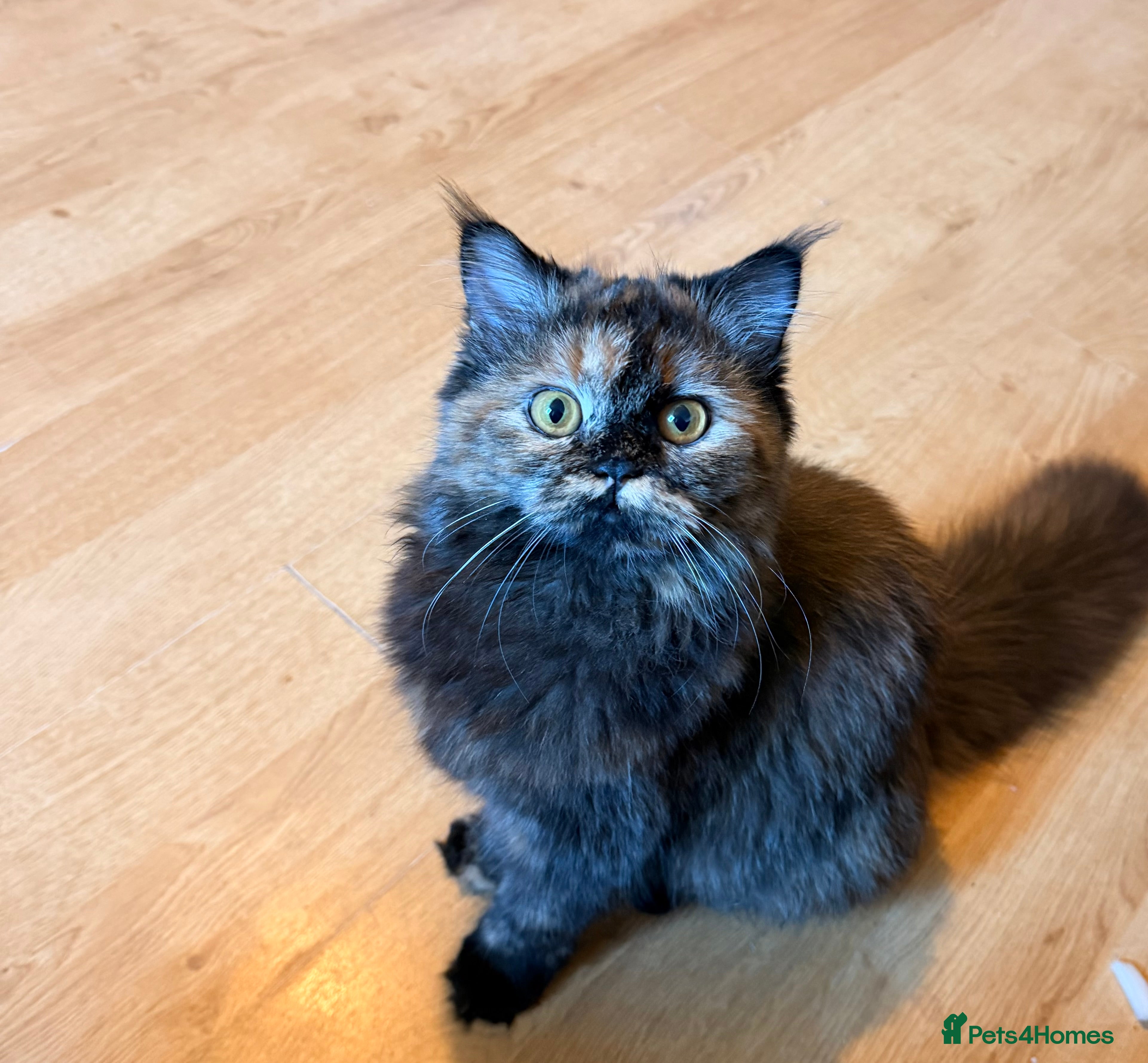 Mixed Breed cats 8 month old kitten  in Dunfermline - Advert 1