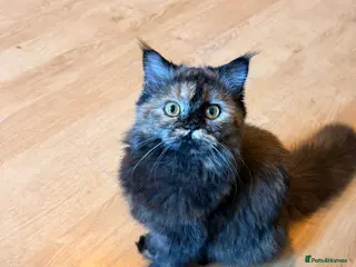 Mixed Breed cats 8 month old kitten in Dunfermline - Advert 1