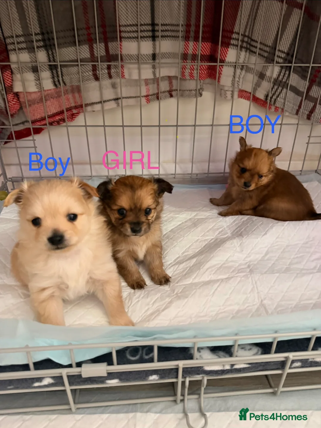 Pomchi dogs for sale: Adorable POMCHI Puppies  in London - Advert 1