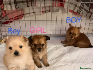 Pomchi dogs Adorable POMCHI Puppies - Advert 1