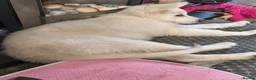 German Shepherd dogs for sale: White German shepherd puppy  in Colne - Advert 10