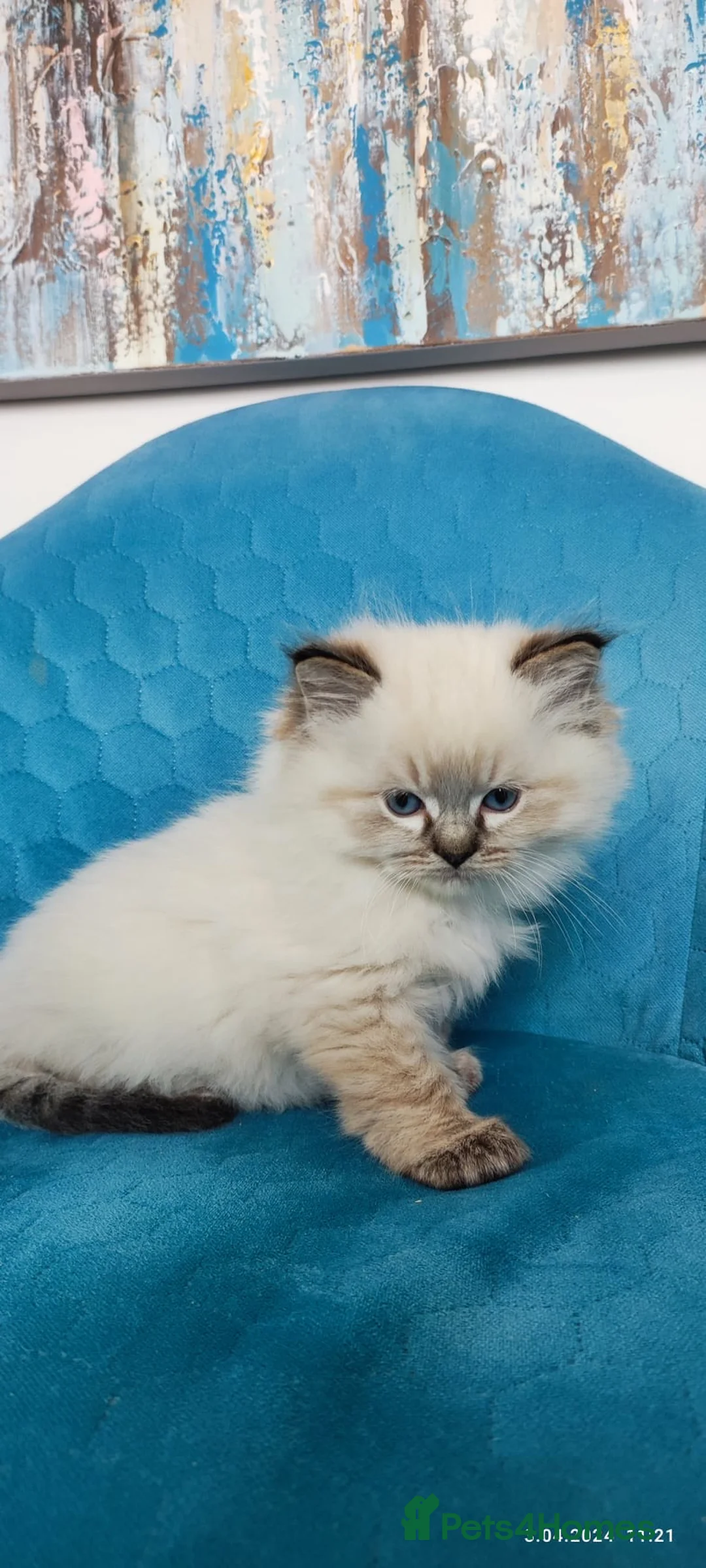 Ragdoll cats for stud: Stunning seal tabby point stud for selected queens in Manchester - Advert 8