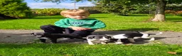 Whippet dogs for sale: 1 Girl Left - KC Whippet Puppies in Aberdeenshire - Advert 14