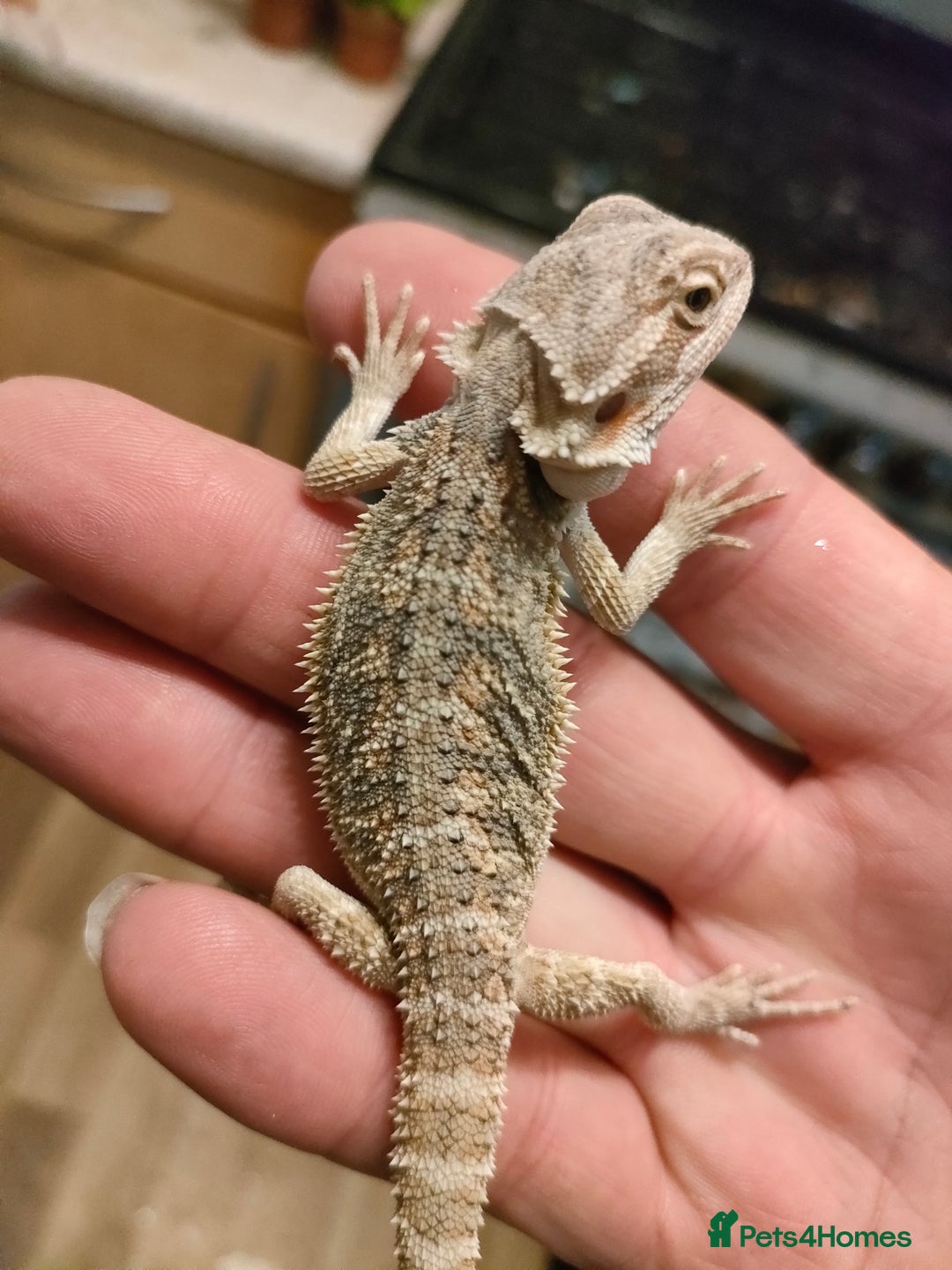 Bearded Dragon reptiles for sale: Baby bearded dragons for sale - Image 7